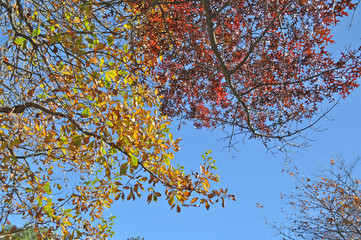 Autumn leaves with the blue sky background