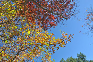 Autumn leaves with the blue sky background