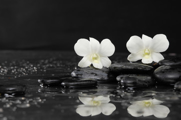 Fototapeta na wymiar Two white orchid on wet stones –reflection