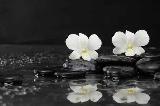 Two white orchid on wet stones –reflection