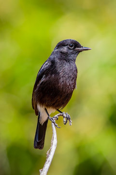 Portrait of Pied Bushchat ( Saxicola caprata )