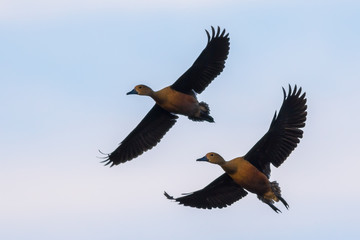 Full wings of Lesser whistling duck(Dendrocygna javanica) flying