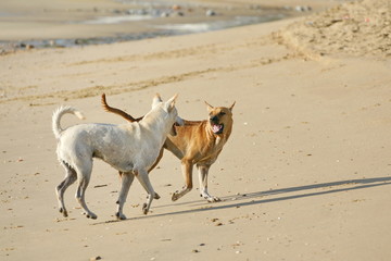 Funny Dogs on the Beach