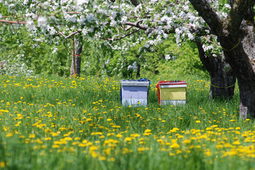 Beehives with Apple Trees