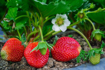 Closeup of fresh organic strawberries