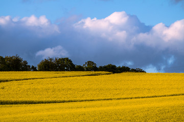 Rapeseed field