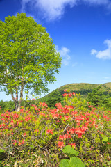 Japanese azalea with Mt. Yunomaru, Nagano