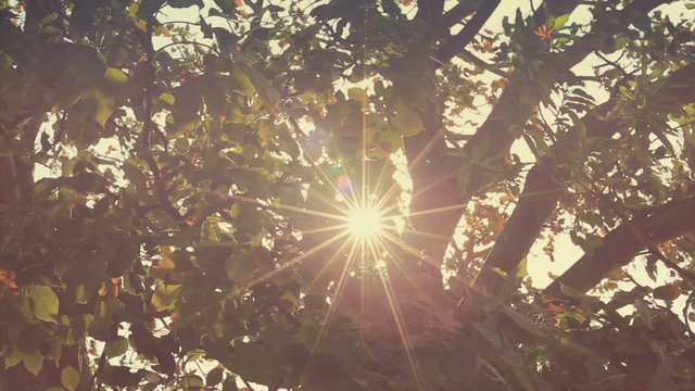 Branches in wind with glitter Sun flare
