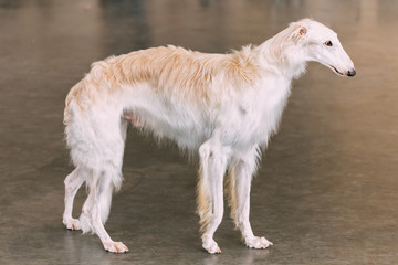 Obraz na płótnie Canvas White Dog Russian Borzoi Wolfhound