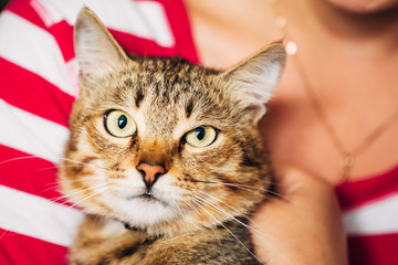 Close Up Portrait Tabby Male Kitten Cat