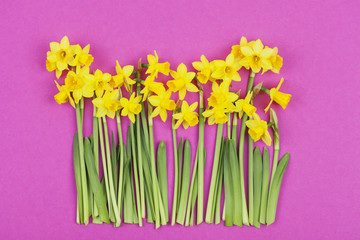 Narzissen (Narcissus)