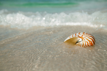 nautilus shell on white beach sand, against sea waves