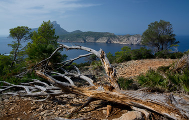 Fototapeta na wymiar Dragonera view with gnarled wood trunk. Mallorca, Spain.