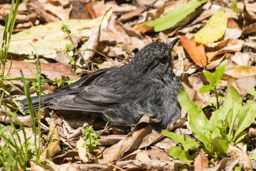 North Island robin basking in sun