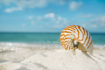 nautilus shell on white beach sand, against sea waves