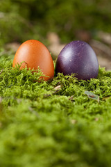 Deutschland , Niederbayern, Ostereier auf Moos im Wald