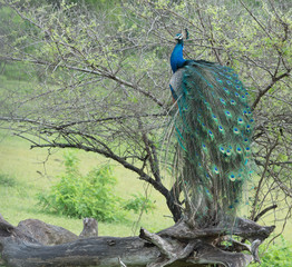 Peacock in tree, Sri Lanka.