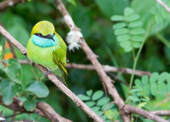 Green Bee-Eater Merops orientalis