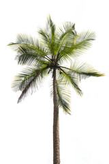 Fototapeta na wymiar Coconut palm isolated on white