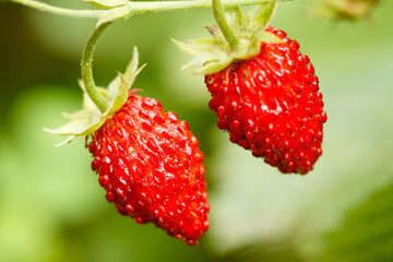 Strawberry. Strawberries. Growing Organic Berries