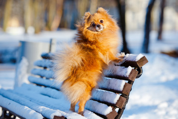 pomeranian spitz posing on a bench