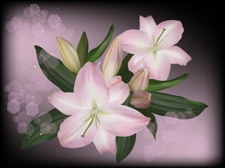 light pink lily flowers on dark background