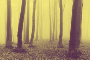 Yellow creepy fog into the woods