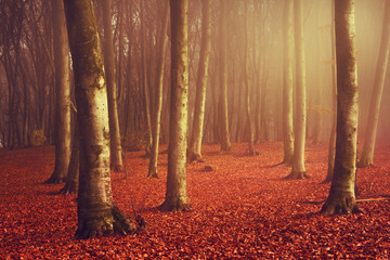 Beautiful light in foggy forest