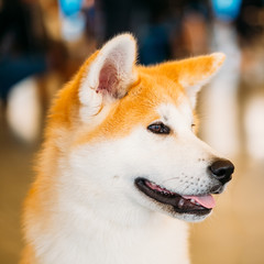 Akita Dog Akita Inu, Japanese Akita close up portrait