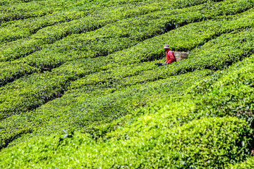 Stripes of Tea Plantation with tea leaf picker - Malaysia
