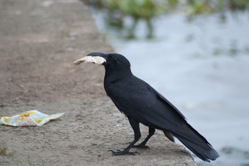 Oiseau