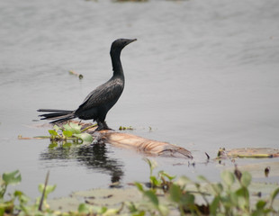 Cormoran