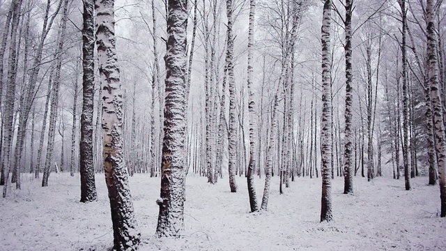 Panoramic shot of trunks of birch trees in winter forest