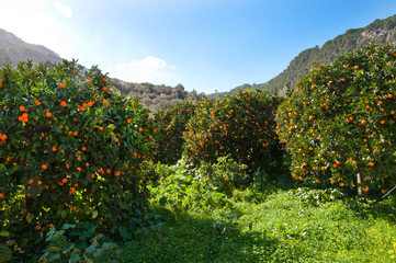 Orange valley, Mallorca, Balearic islands, Spain