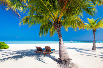 Deck chairs under umrellas and palm trees on a beach