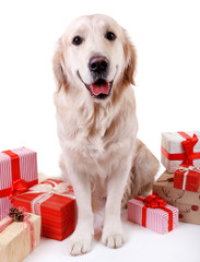 Adorable Labrador sitting with present boxes, isolated on white