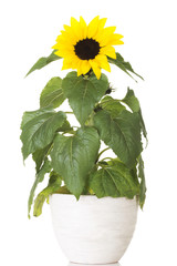 Obraz premium Small sunflower in a pot