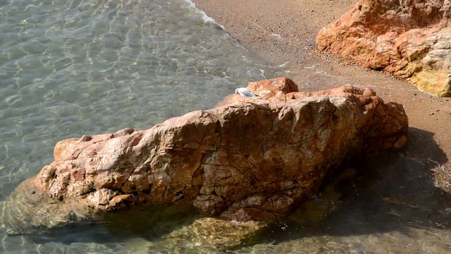 Clear Sea Cliffs And Seagull
