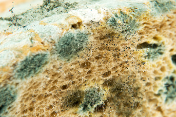 Bread Mold
