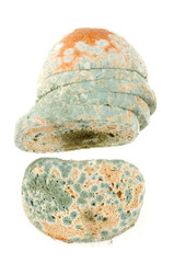 Bread Mold
