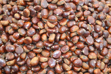kestane