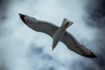 Seagull