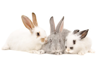 Fototapeta premium Three rabbits together