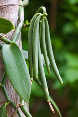 gousses vertes de vanille Bourbon