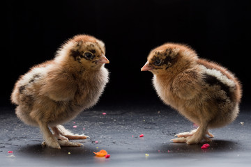 Small fluffy chickens