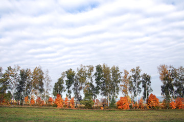 young birch trees