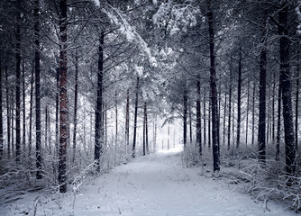 Snowy Road through the cold wintry forest