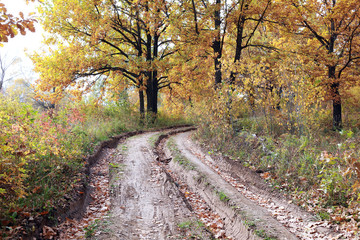 Fototapeta premium dirt road in autumn forest