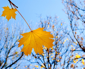 Obraz premium beautiful yellow autumn leaves in the park
