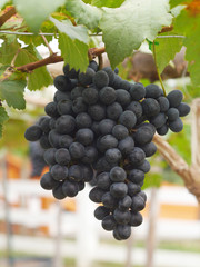 Fototapeta premium bunches grapes hang from a vine